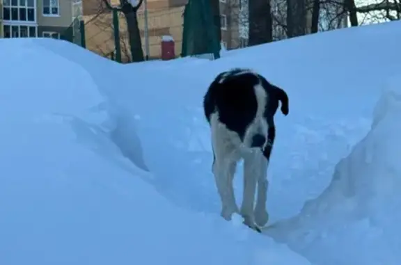 Найдена собака, Чебоксары, фото: Найдена собака, Солнечный бульвар, 4 к1, Чебоксары - черно-белая с зеленым поводком