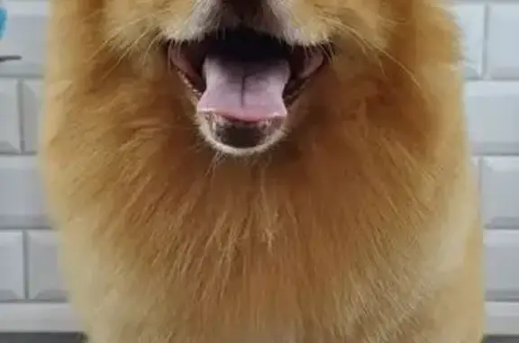 Пропал собака, улица Героев Медиков, 2, Кисловодск - рыжий и доброжелательный - photo