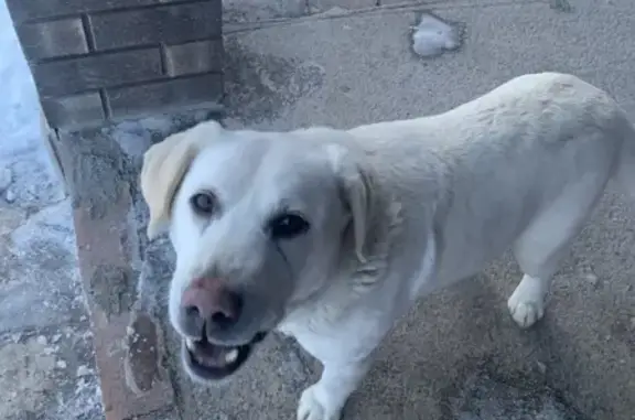 Найдена собака, Благословенка, фото: Найден собака, Культурная улица, Благословенка - лабрадор мальчик