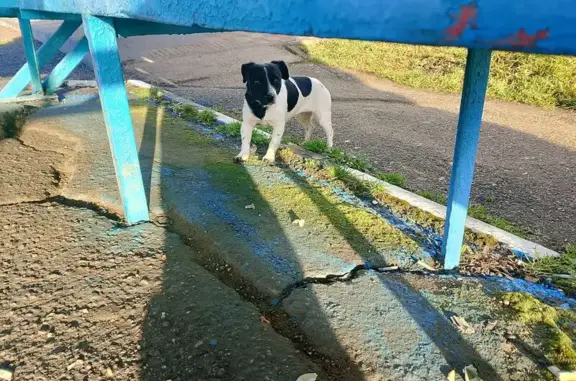 Найдена собака, Афипский, фото: Найдена собака, мужской, Краснодарская улица, 23, Афипский