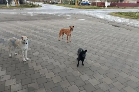 Найдена собака, Афипский, фото: Найден собака, мужской, улица Пушкина, 1, Афипский