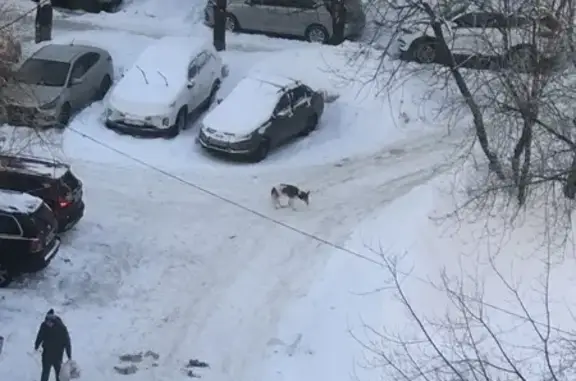 Объявления о пропавших и найденных животных, Реутов, фото: Найдена собака, Ашхабадская улица, Реутов - рыже-белая бегает второй день