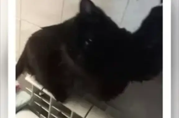 Пропал кот, Полтавская улица, Нижний Новгород - тёмно-чёрный с янтарными глазами - photo