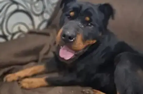 Найдена собака, Краснодар, фото: Найдена собака, А-289, Краснодар - ротвейлер, послушная