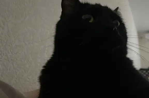 Пропал кот, улица Валерия Лесунова, 20, Уфа - кастрированный, чёрный - photo