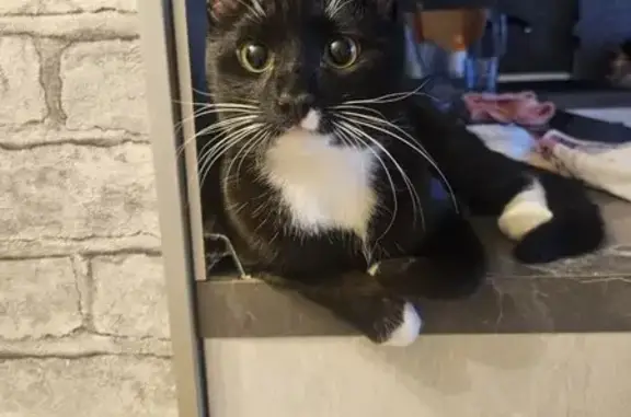 Кошки потеряшки, Хабаровск, фото: Потеряшка кот, улица Павловича, 5/1, Хабаровск - белый, длинный хвост и лапы