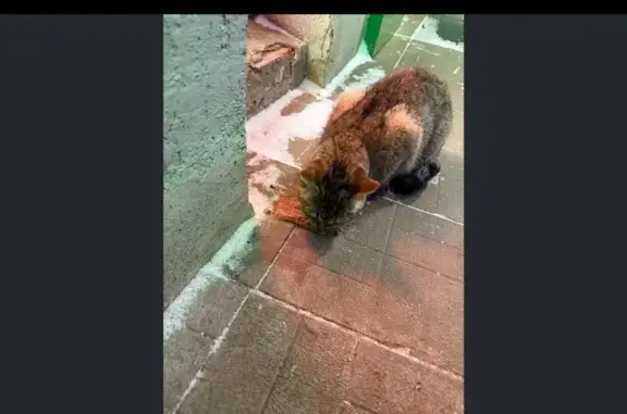 Найдена кошка, Чебоксары, фото: Найдена кошка, Университетская улица, Чебоксары - ухоженная, черепахового окраса