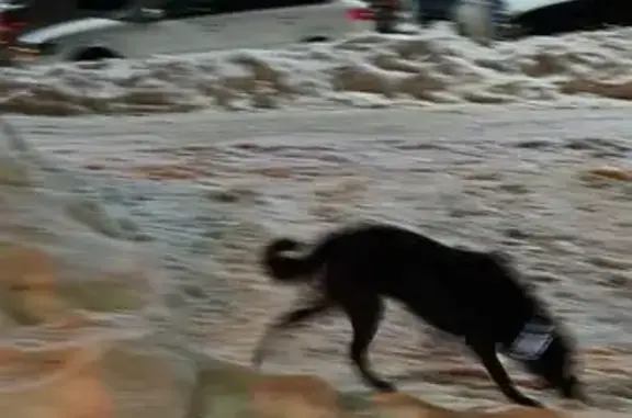 Найдена собака, Воронеж, фото: Найдена собака, улица Перевёрткина, 50, Воронеж - хозяйская с ошейником