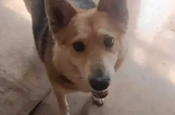 Пропала собака, женская, Казань, поселок Залесный - photo