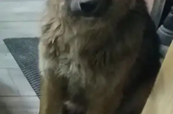 Пропала собака, 46К-5260, Хлыново - откликается на кличку Ромашка и Чеба - photo