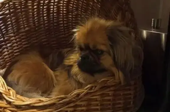 Пропал собака, улица Набережная им. Ленина, Дивногорск - порода Пекинес, ухоженный - photo