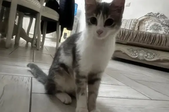 Найдена кошка, Восточно-Кругликовская улица, Краснодар - девочка, ей пару месяцев - photo