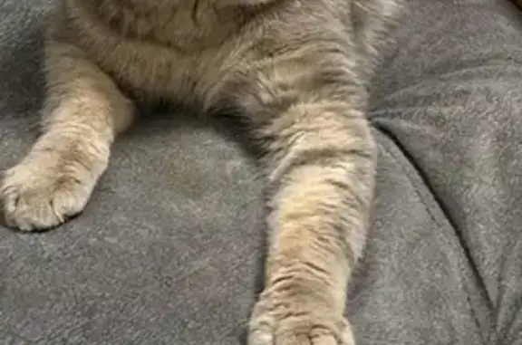 Найдена кошка, Уфа, фото: Найден кот, Российская улица, 167/1, Уфа - шотландская вислоухая