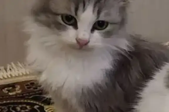 Пропала кошка, улица Новаторов, 30 к1, Ростов-на-Дону - длинношёрстная, пепельно-белая - photo