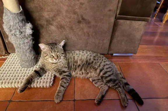 Пропала кошка, Дубравная улица, 34, Казань - photo