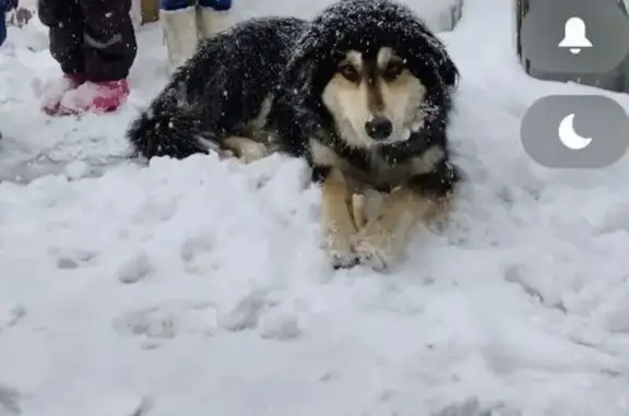 Пропала собака, Почтовая улица, 345, Краснодар - чёрный, кличка Бим - photo