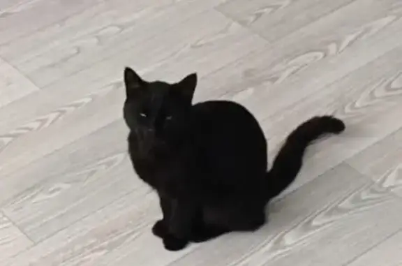 Пропала кошка Мальчик, Иваново (rl1145386) - photo