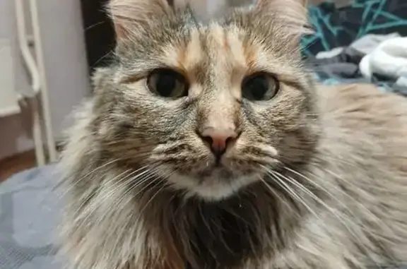 Пропала кошка, проспект 60 лет Образования СССР, 43, Красноярск - короткий хвост, порода курильский бобтейл - photo