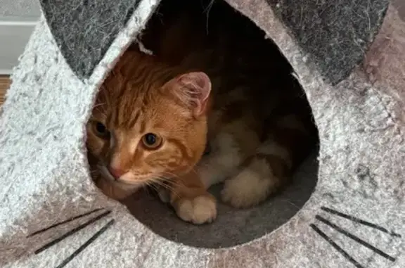 Найдена кошка, Омск, фото: Найден кот, Космический проспект, 101/1, Омск - рыжий с белым кончиком на хвосте