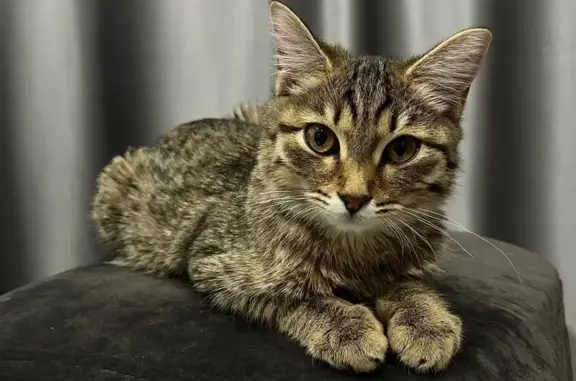 Найдена кошка, 1, Ангарск - полосато-пятнистая, миниатюрная - photo