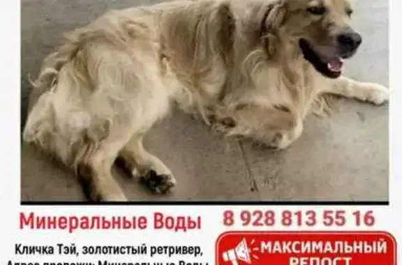 Пропал собака, Минеральные Воды, Ставропольский край - пепельно-рыжий золотистый ретривер - photo
