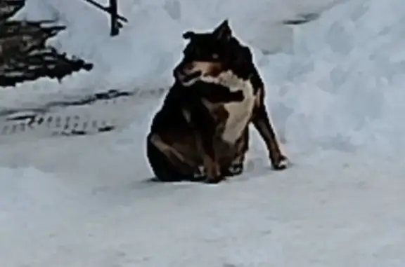 Найдена собака, Брянск, фото: Найдена собака, Авиационная улица, Брянск - хромает и старая