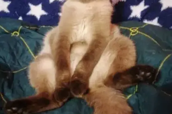 Пропал кот, улица Багрицкого, 10 к1, Москва - глаза меняют цвет - photo