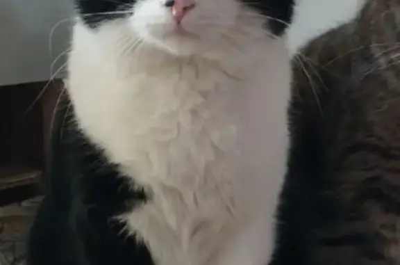 Пропал кот, улица Чехова, Балахна - короткий хвост и белые задние лапы - photo