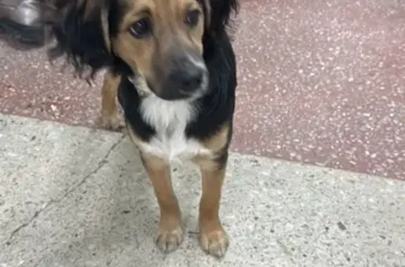 Найдена собака, Хабаровск, фото: Найдена собака, мужской, район Серышева 22, Хабаровск