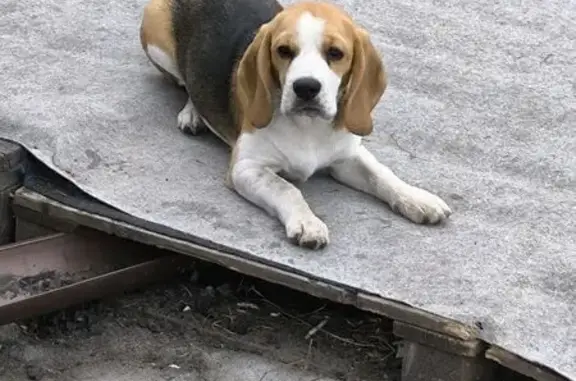 Собаки потеряшки, Ялуторовск, фото: Потеряшка собака, Лесная улица, 35, Ялуторовск