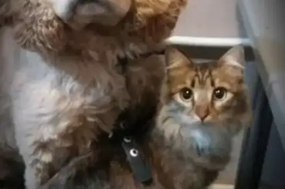 Пропал собака, Лесная улица, 40, Асбест - рыжий в шлейке - photo