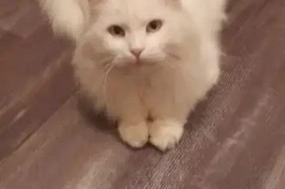 Потерянные животные Фастовецкая, фото: Пропала кошка, мужской, Советская улица, 63, Фастовецкая - глухая и пушистая