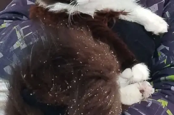 Пропал кот, Хвойная улица, 9, Старое Брянцево - чёрно-белый окрас - photo