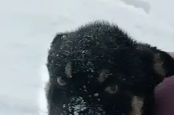 Потерянные животные Калтан, фото: Пропал собака, улица Достоевского, 33А, Калтан - чёрный с рыжими пятнами