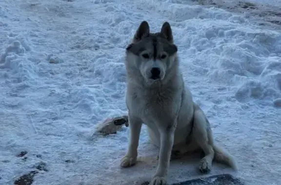 Найдена собака, Казань, фото: Найдена собака, Меридианная улица, 1А, Казань - хаски