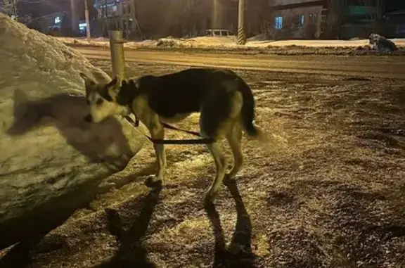 Найдена собака, Энгельс, фото: Найден собака, улица Нестерова, 75, Энгельс - молодой щенок с камуфляжным поводком