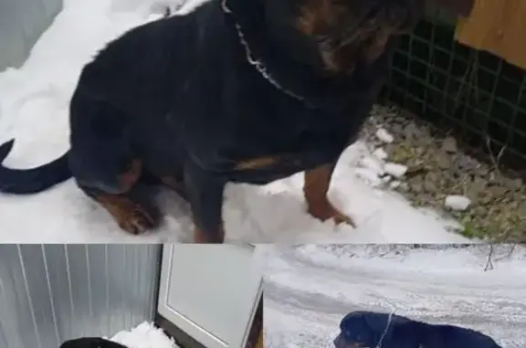 Найдена собака, Верхнетемерницкий, фото: Найден ротвейлер, мужской, Обсерваторная улица, Верхнетемерницкий