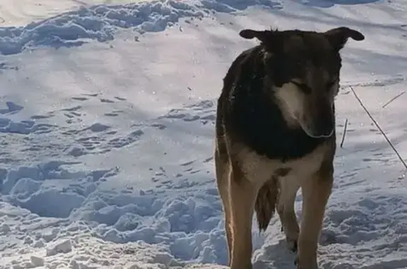 Найдена собака, Москва, фото: Найдена собака, Рублёвское шоссе, 15, Москва - туловище чёрного цвета
