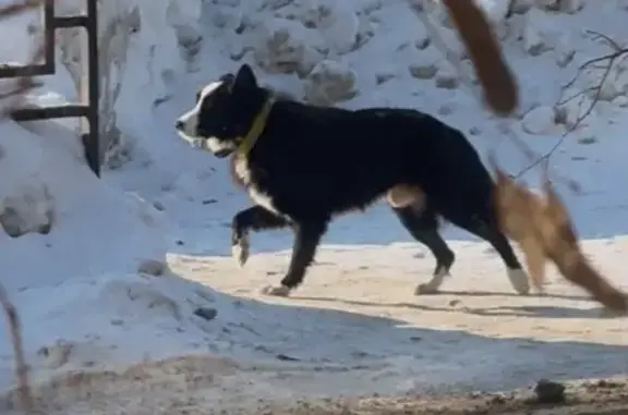 Найдена собака, Тула, фото: Найдена собака, улица Маршала Жукова, 4, Тула - черная длинная шерсть, белая мордочка