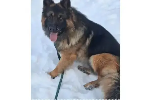 Потерянные животные Ергач, фото: Пропал собака, мужской, Луговая улица, 3, Ергач - чепрачный окрас, длинношерстный