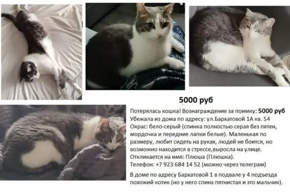 Кошки потеряшки, Омск, фото: Потеряшка кошка, улица Бархатовой, 1А, Омск - окрас бело-серый