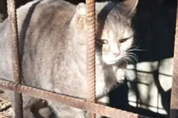 Найдена кошка, Таганрог, фото: Найдена кошка, улица Москатова, 31-2, городской округ Таганрог - ласковая и умная