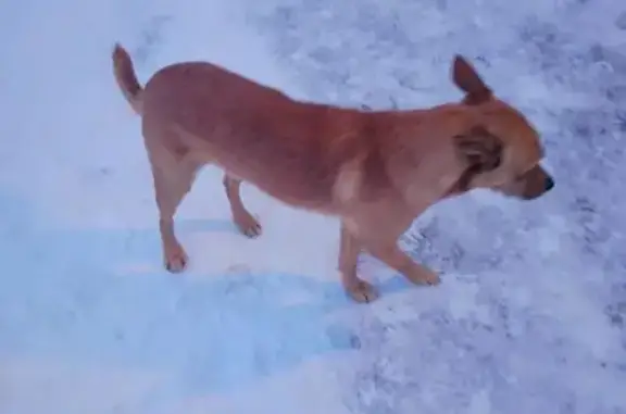 Найдена собака, Братск, фото: Найдена собака, Советская улица, Братск - маленькая рыжая