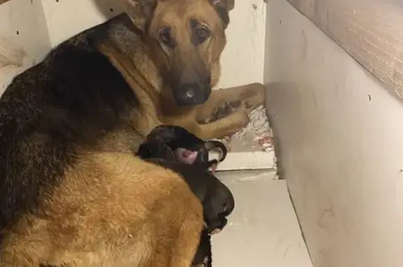 Пропал собака, Дубинская улица, 141, Елизаветинская - отвлекается на Рокси - photo