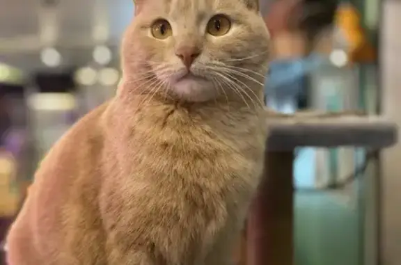 Пропал кот, улица Газинура Гафиатуллина, 40, Бугульма - песочные глаза и кривые задние лапы - photo