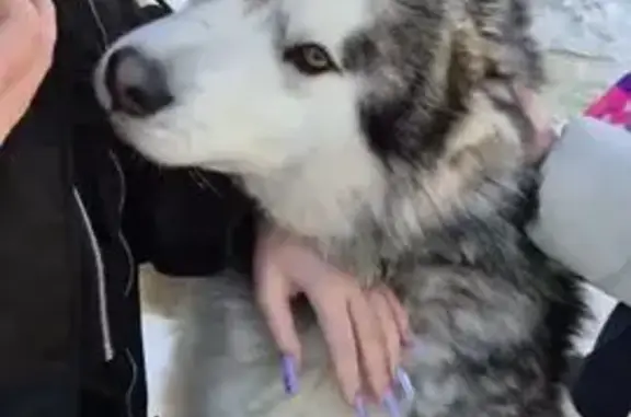 Найдена собака, Пенза, фото: Найден собака, мужской, улица Володарского, 6А, городской округ Пенза - маламут с чёрным ошейником