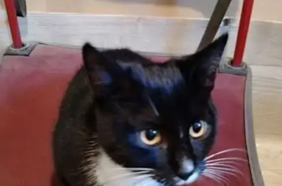 Найдена кошка, Солослово, фото: Найдена кошка, 144, Солослово - гладкошёрстная, около 3 месяцев