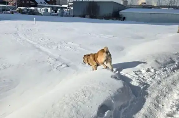 Объявления о пропавших и найденных животных, Реутов, фото: Найдена собака, Коммунальный проезд, Реутов - дружелюбная алабай