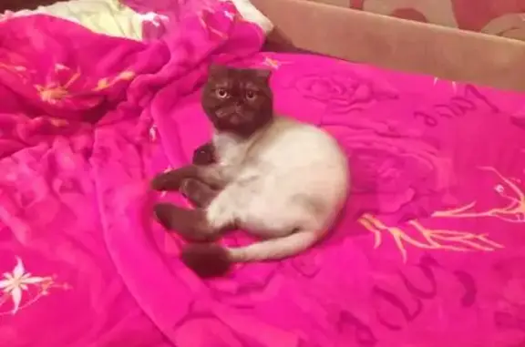 Пропала кошка, Липовая улица, 4, Октябрьский - ярко-жёлтые глаза - photo