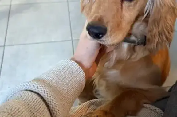 Объявления о пропавших и найденных животных, Ростов-на-Дону, фото: Найдена собака, Большая Садовая улица, Ростов-на-Дону - ласковая девочка английский спаниель